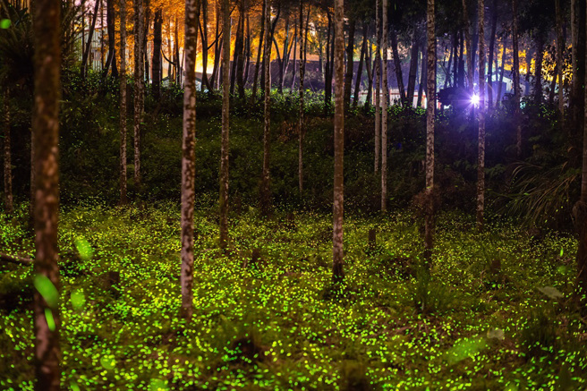 南投为全台最大赏萤基地，4月份起萤火虫大爆发，四大赏萤区推出一系列精采活动。(图/南投县政府提供)