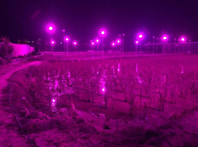 暨大科技學院所研發的LED筊白筍燈，協助農民成功節能，降低光害。(照片/暨大提供)