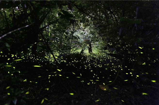 桃园市北横每年4月中旬至5月上旬是热门赏萤季节。（观旅局提供／蔡明亘桃园传真）