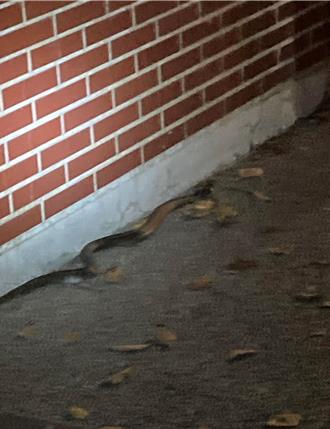 掃墓請先「打草驚蛇」！雲縣校園、墓地 蛇類頻繁出沒