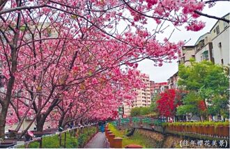 土城賞櫻伴水溝惡臭 民眾抱怨