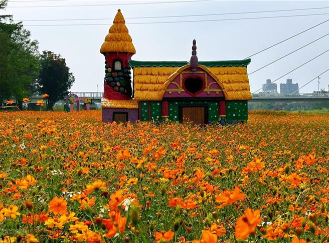 嘉义县八掌溪畔南岸波斯菊盛开成花海，有装置艺术姜糖屋好拍美照。（廖素慧摄）