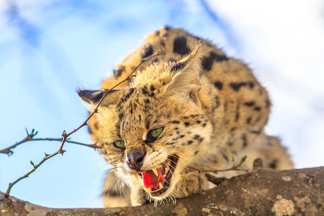 大貓狂毆飼主後腦杓，影片曝光嚇壞800萬網友。(圖:shutterstock/達志)