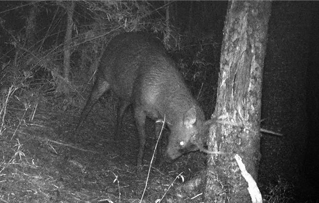 近来玉山塔塔加地区常有树木树皮不正常剥落，甚至整棵树的树皮被拉扯、剥个精光，经玉山国家风景管理处追踪调查，发现是元凶竟是水鹿。（取自玉山国家公园脸书）