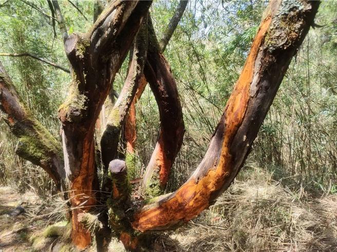 近来玉山塔塔加地区常有树木树皮不正常剥落，甚至整棵树的树皮被拉扯、剥个精光，经玉山国家风景管理处追踪调查，发现是元凶竟是水鹿。（取自玉山国家公园脸书）