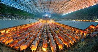 台科技廠「大陸養豬慘賠近20億元」 謝金河籲：專注本業