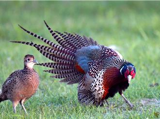 影》知本溼地环颈雉仅较去年少81只次 跌破眾人眼镜