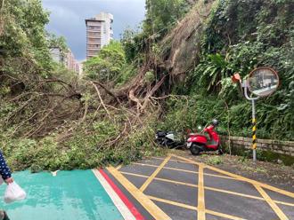 北市強風暴雨像「颱風」 內湖樹倒壓傷騎士、士林電桿砸車