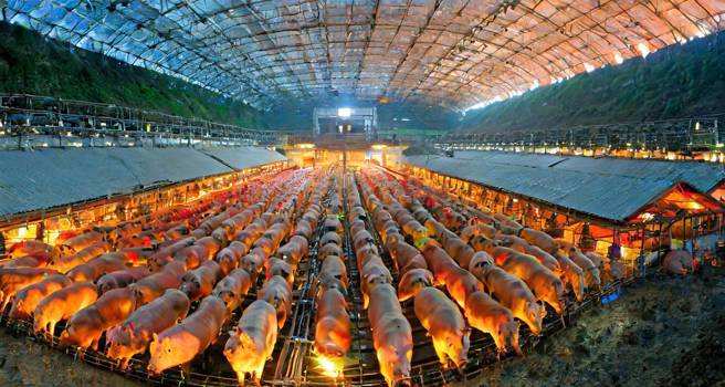 养猪场示意图。（AI生成／Adobe Firefly）