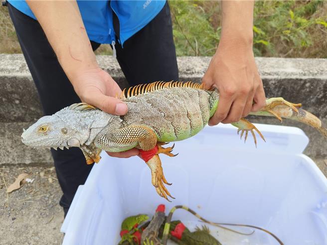 嘉义县「猎龙大队」捕抓到的大只绿鬣蜥。（廖素慧摄）