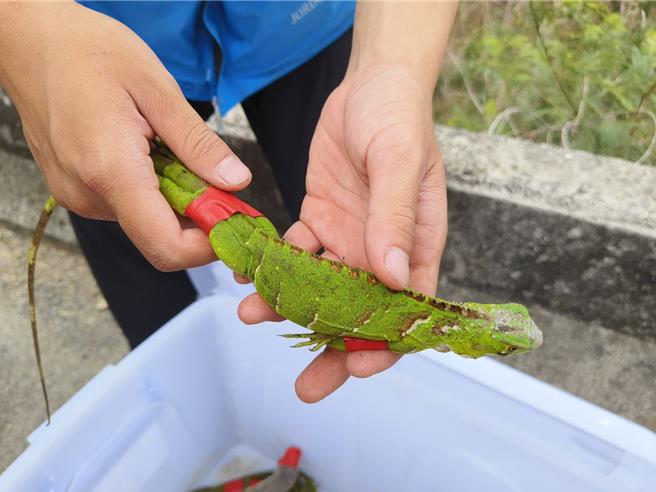 嘉义县「猎龙大队」捕抓到的小只绿鬣蜥。（廖素慧摄）