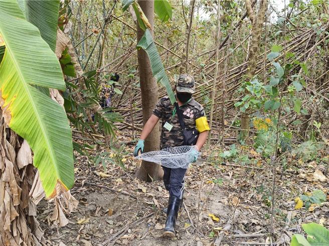 嘉义县「猎龙大队」结训人员今天在八掌溪畔杂木林里搜寻绿鬣蜥踪迹。（廖素慧摄）