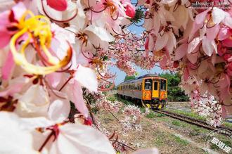 清明連假遊中台灣 花「漾」百出盡顯好春光