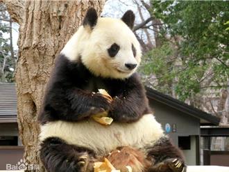 中國贈送給日本的大貓熊「旦旦」31日晚間離世