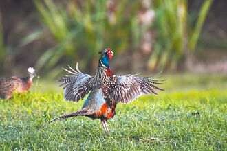 環頸雉去哪 現蹤台東知本隻數減半