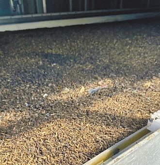 黑水虻去化汙泥有成 日處理1噸