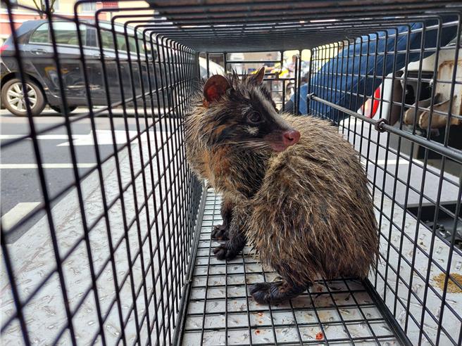 有民眾在基隆市福虎橋附近的信一路上，發現一隻白鼻心在逛大街，趕忙通知動保所趕至現場抓捕，初步檢視沒有受傷，下午將其野放。（基隆市政府提供／張志康基隆傳真）