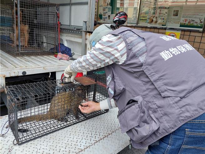 有民眾在基隆市福虎橋附近的信一路上，發現一隻白鼻心在逛大街，趕忙通知動保所趕至現場抓捕，初步檢視沒有受傷，下午將其野放。（基隆市政府提供／張志康基隆傳真）