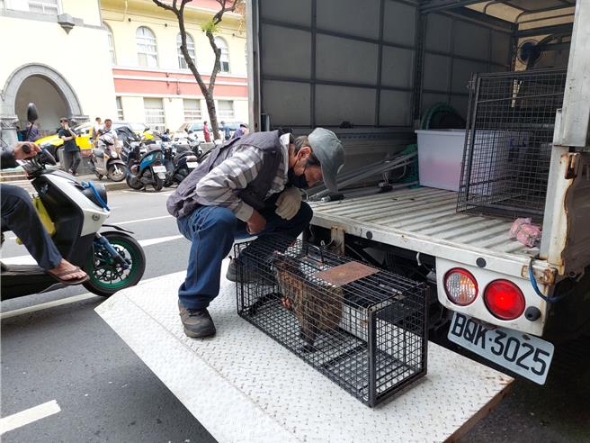 有民眾在基隆市福虎橋附近的信一路上，發現一隻白鼻心在逛大街，趕忙通知動保所趕至現場抓捕，初步檢視沒有受傷，下午將其野放。（基隆市政府提供／張志康基隆傳真）