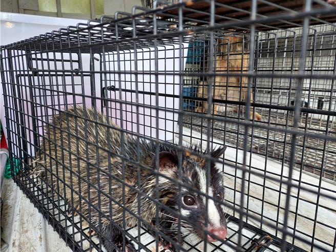 有民眾在基隆市福虎橋附近的信一路上，發現一隻白鼻心在逛大街，趕忙通知動保所趕至現場抓捕，初步檢視沒有受傷，下午將其野放。（基隆市政府提供／張志康基隆傳真）