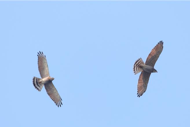灰面鵟鹰（国庆鸟）3月大量现身在半屏山。（邓柑谋提供／袁庭尧高雄传真）