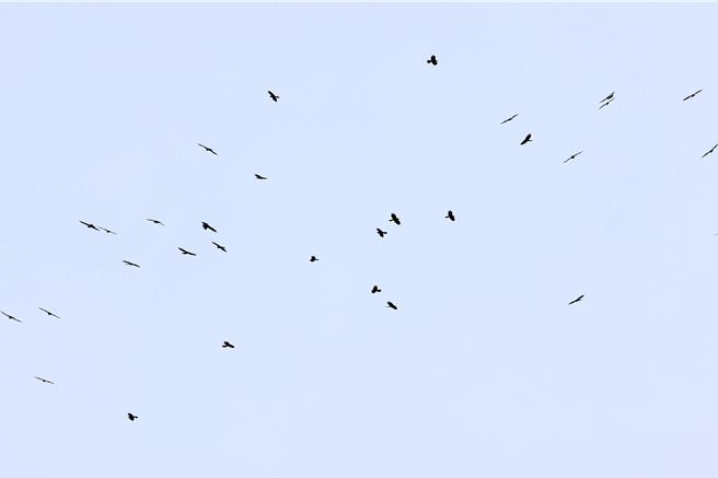 灰面鵟鹰（国庆鸟）3月大量现身在半屏山。（邓柑谋提供／袁庭尧高雄传真）