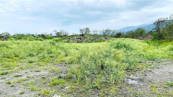位於台東知本濕地內的漂流木堆置場，銀膠菊遍地開花，威脅區域生態平衡。（蕭嘉蕙攝）