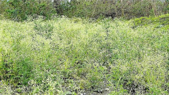 銀膠菊適應力強，繁殖力盛，名列世界百大惡性外來入侵種。（蕭嘉蕙攝）