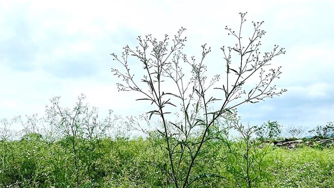 銀膠菊葉如艾草，花開似滿天星，全株具毒性，被稱為「國際毒草」。（蕭嘉蕙攝）