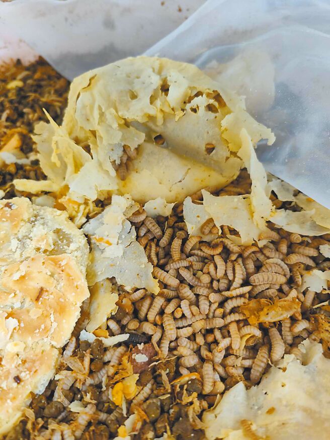 國立中興大學昆蟲學系教授黃紹毅3月31日表示，根據研究，1000萬隻黑水虻可在24至48小時內吃掉10噸廚餘，能解決人類的食物垃圾問題。（黃紹毅提供／張妍溱台中傳真）