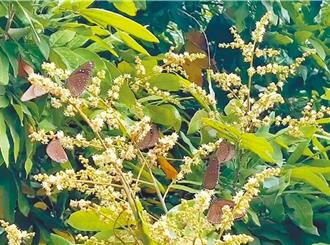 每分鐘逾千隻！ 紫斑蝶大舉北返抵雲林 清明連假賞蝶好時機