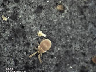 清明掃墓小心恙蟲！ 未妥善治療死亡率高達6成