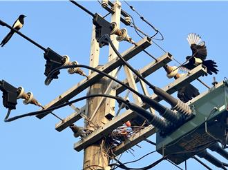 就是愛這「桿」！喜鵲築巢41次 台電終能清除避停電