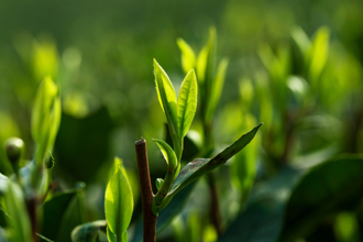 清明節氣來了 命理師：4生肖慎防破財、小人陷害