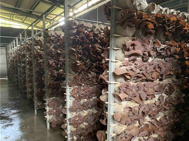 旭岭农场，二代负责人庄咏杰说，原本清明连假前，光一个厂50万包太空包都要採完、出货，现在全部被挡。（吕妍庭摄）