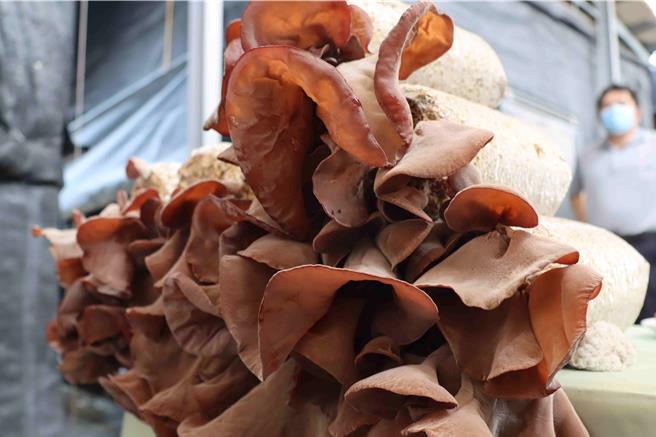 庄咏杰说，自家种木耳数十年，第一次碰到这样的状况，透露一般餐厅选用的木耳多是较便宜的大陆川耳，与台湾的毛耳有明显差异。（吕妍庭摄）