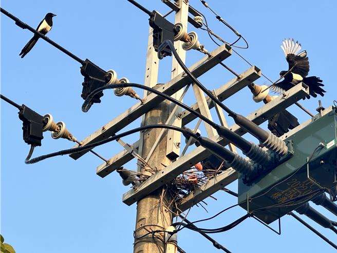 台電高雄區處同仁在彌陀區的某支電線桿上，發現正在築巢的喜鵲夫婦。（台電提供）