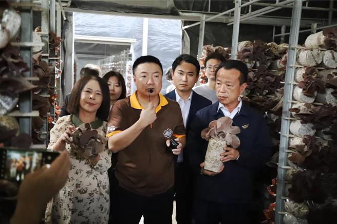 旭岭农场场主庄咏杰（中）说，目前本该是木耳最大宗的出货时间，却造成生产者、盘商、营养午餐全部停滞，损失惨重。图／嘉义县府提供