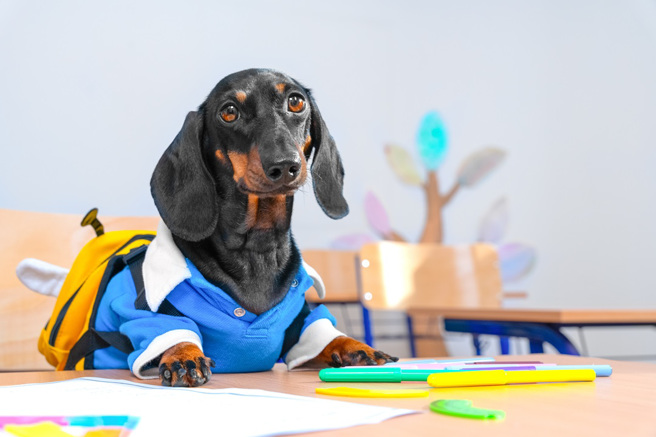 英國一名女子發現愛犬在沙發上塗鴉，原本準備要生氣，卻發現塗鴉竟是「自畫像」，讓她瞬間消氣。（示意圖：Shutterstock／達志）