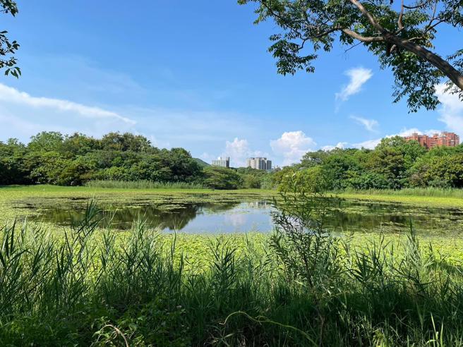 洲仔濕地是是隱身於市中心的一處生態秘境。（圖／高雄市工務局）