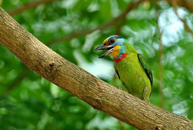 五色鳥的叫聲像木魚「叩叩叩叫聲響亮！（圖／高雄市工務局）