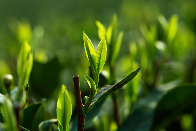 命理師指出，清明節氣來了，4生肖要特別警惕，慎防身體染疾，破財官災，小人陷害。（示意圖：shutterstock／達志）