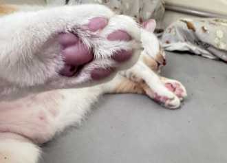 貓咪被強震嚇到癱瘓 醫曝「動脈血栓塞」飼主心急求助