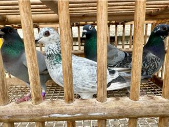 台南惡劣擄鴿集團「收贖金不放鳥」   6成員狂收300萬落網