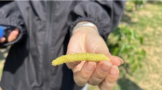 外觀如蠶寶寶！ 柳營果農種稀有「白桑葚」 甜度嚇死人