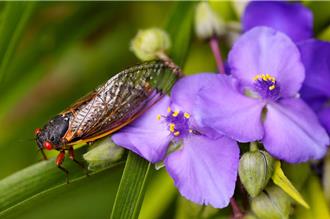 221年來首見 數萬億蟬軍將兵分兩路 鳴唱於美17州