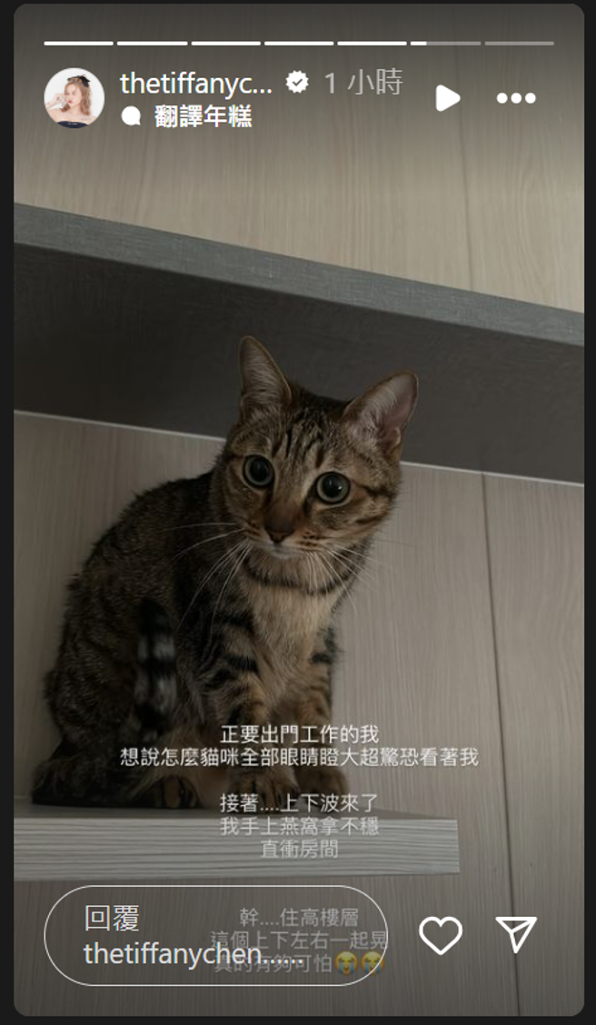 陈彦婷透露，在地震发生前家中猫咪瞳孔放大且竖着毛。（图／陈彦婷IG）