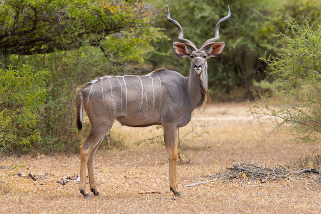 南非的克魯格國家公園內，一隻扭角林羚、一隻高角羚和一隻疣豬組成「復仇者聯盟」，向曾殺害牠們家人的獅子報仇。（圖為扭角林羚：Shutterstock／達志）