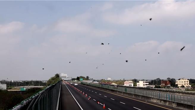 紫斑蝶从国道3号林内段上空飞越，往北迁徙的景象，图为4月2日的爆量迁徙情形。（台湾紫斑蝶生态保育协会提供）