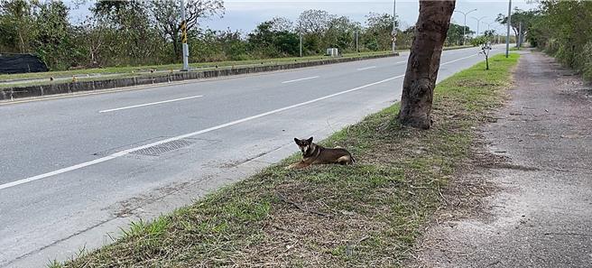 台東8隻流浪犬遭呂姓男子餵食混摻有米酒的飼料後，棄置於知本山區，其中4犬死亡，4犬命危送醫。（示意圖，蕭嘉蕙攝）